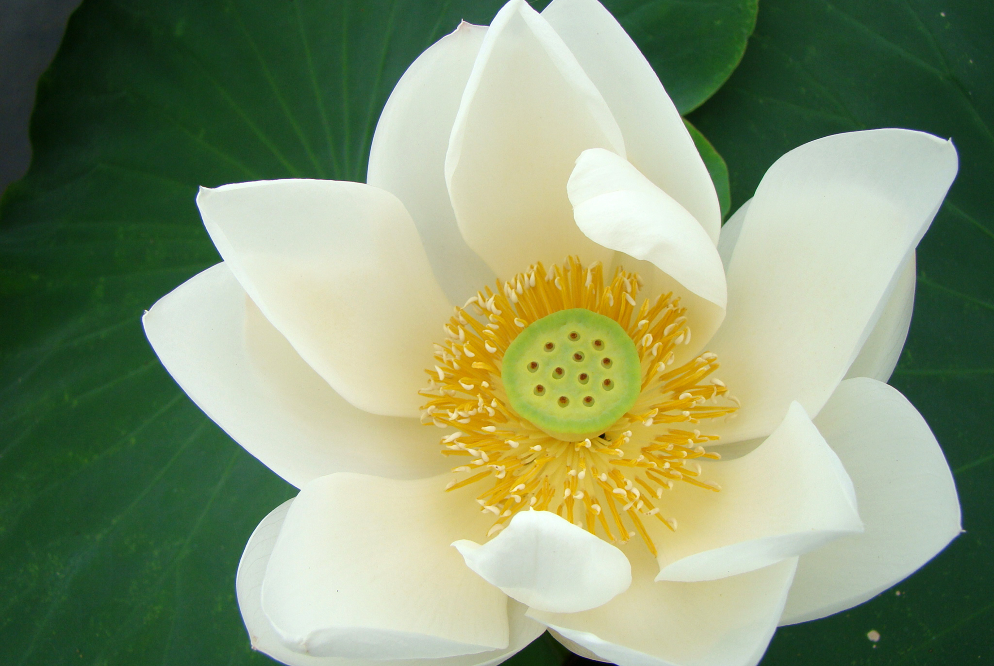 Toner hoa sen có tốt không? Review chi tiết từ A-Z