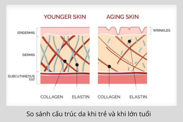 Làm Thế Nào Để Tăng Cường Collagen Và Elastin?