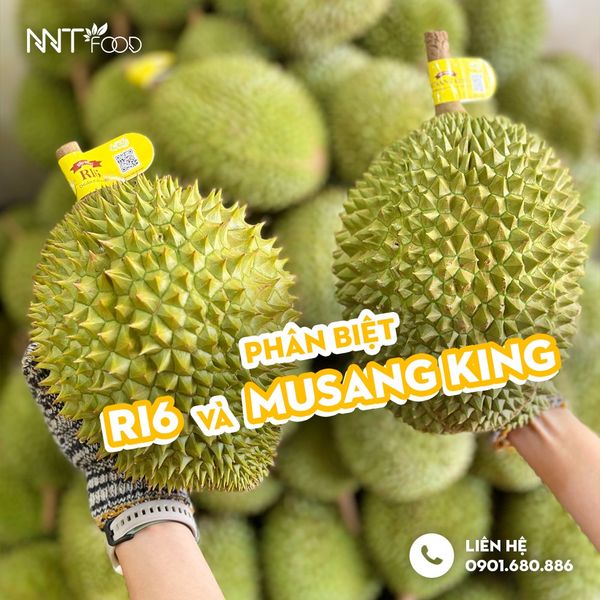 Phân biệt sầu riêng Ri 6 và Musang King – NNT FOOD