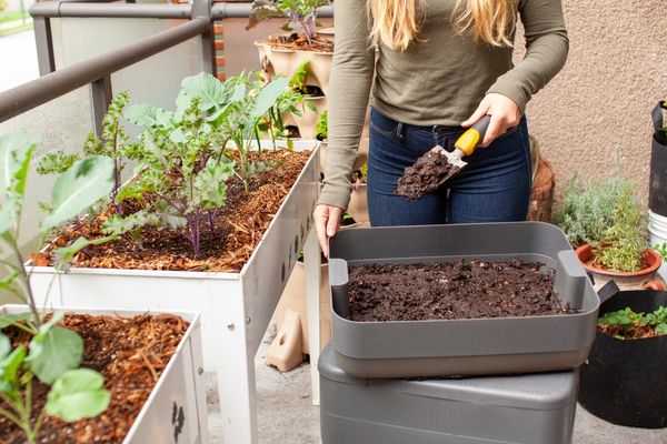 bạn có thể trồng cây trong nhà, trên ban công hoặc sân thượng để tạo không gian xanh, làm mát và làm sạch không khí