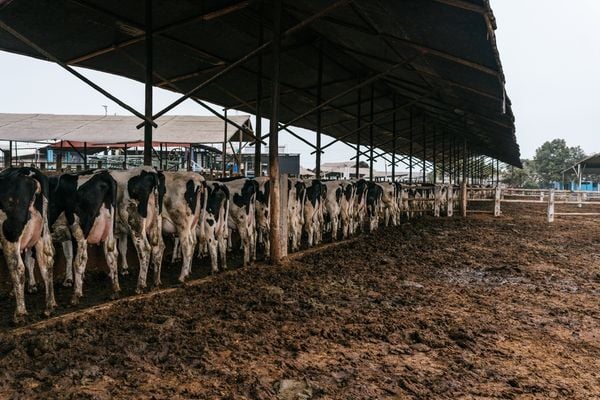Waste from livestock farming contributes to greenhouse gas emissions