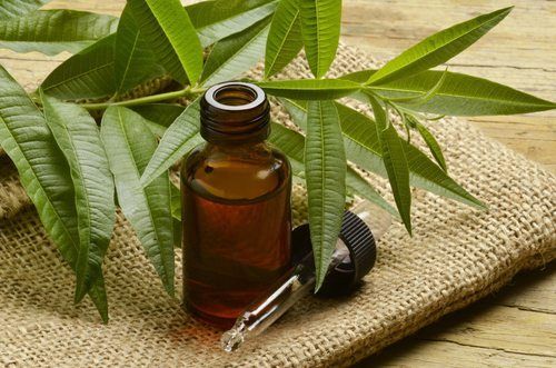 tea tree oil trị mụn lưng