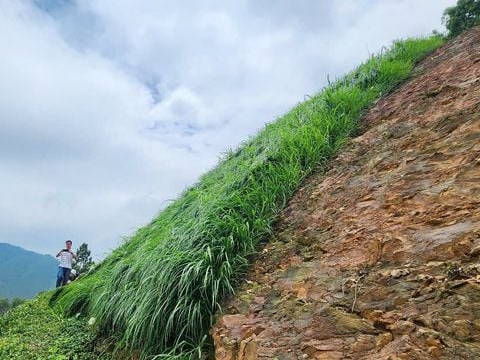 Hùng Anh T&C trồng cỏ mái dốc tại Thanh Lanh Valley Golf & Resort - Bình Xuyên - Vĩnh Phúc