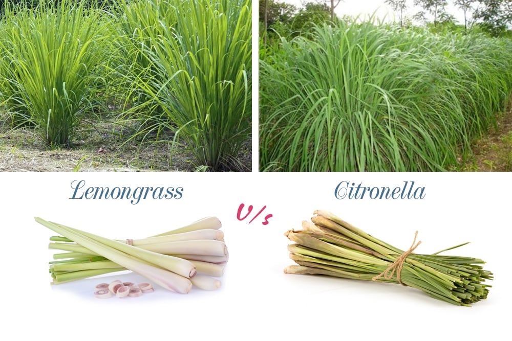 Cách phân biệt tinh dầu sả chanh (lemongrass) và sả java (citronella)