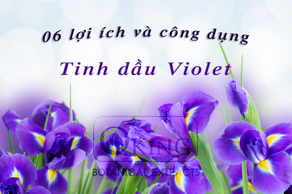 6 lợi ích đặc biệt cho sức khoẻ của tinh dầu Violet