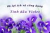 6 lợi ích đặc biệt cho sức khoẻ của tinh dầu Violet