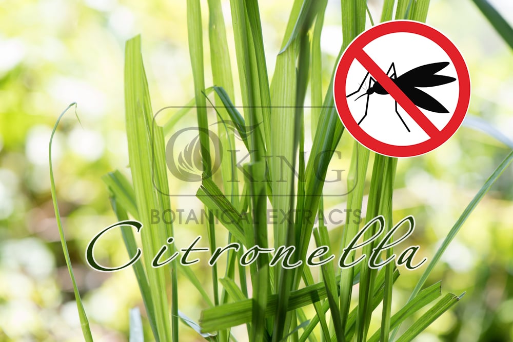 Citronella là gì? Những tác dụng của tinh dầu sả java