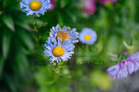 Tại sao tinh dầu hoa cúc xanh Đức có màu xanh lam và xanh lá đậm?