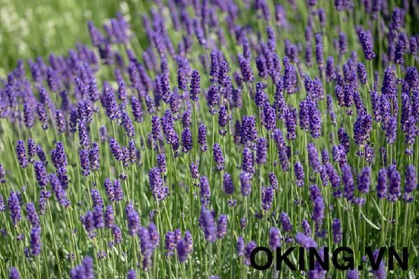 True lavender tinh dầu oải hương