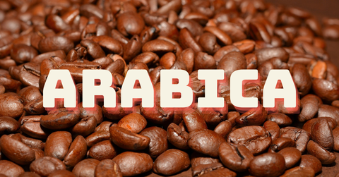 Cà phê Arabica: Bí mật đằng sau những hạt cà phê nổi tiếng