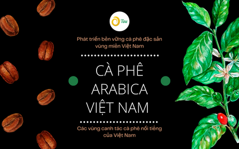 Các loại cà phê Arabica Việt Nam và những vùng trồng Arabica ngon nhất