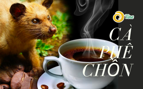 Cà phê chồn là gì? Cà phê chồn có giá bao nhiêu