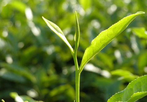 Tổng Quan Về Cây Chè Xanh | Tác Dụng & Sự Phân Bố Cây Chè Ở Việt Nam