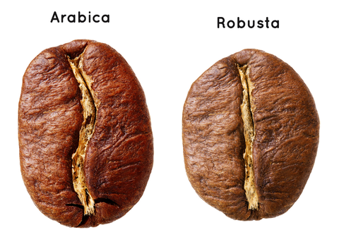 Cà phê Arabica và Robusta có điểm gì khác?