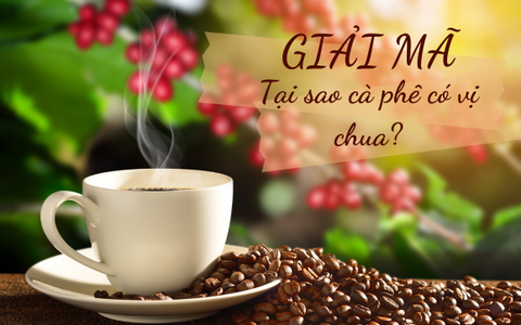 Giải đáp Tại sao cà phê có vị chua?