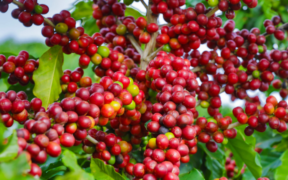 Cà phê vùng Cauca