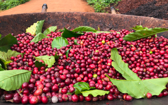 Các khu vực canh tác cà phê Ecuador