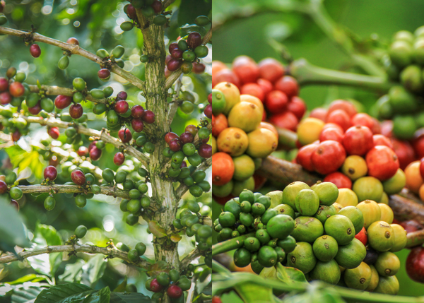 Điều kiện trồng cafe