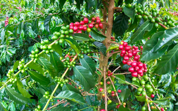 Cà phê đã trở thành một trong những sản phẩm xuất khẩu hàng đầu tại Ecuador