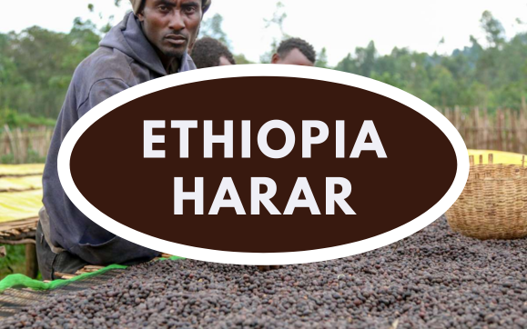 Cà phê ở Harar – Vùng cà phê lâu đời nhất Ethiopia