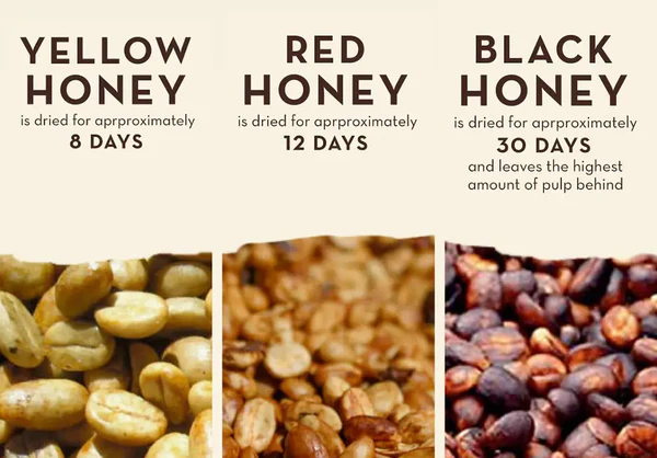 BLACK, YELLOW ,WHITE & RED HONEY PROCESSED COFFEE? CÁC PHƯƠNG PHÁP CHẾ BIẾN CÀ PHÊ MẬT ONG CÓ SỰ KHÁC BIỆT LÀ GÌ ?