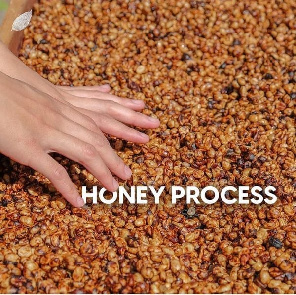 CÂU CHUYỆN CÀ PHÊ - Cà phê Robusta Honey là gì? Nguồn gốc | Hương vị của loại cafe này ? Và Vì sao nên sử dụng dòng cà phê này