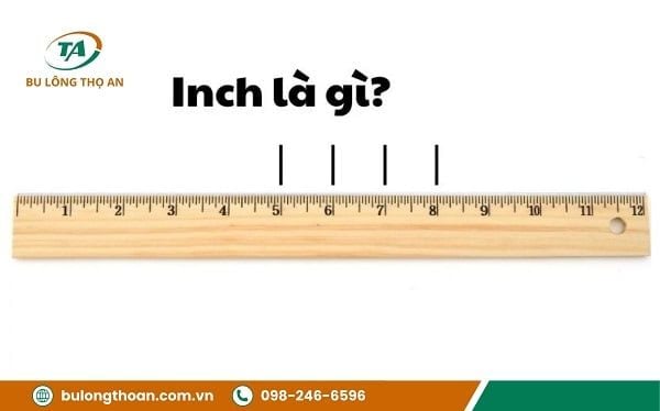 Inch là gì