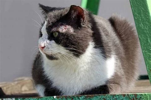 Mẹo nhỏ giúp sen và boss tránh ngứa mùa nấm