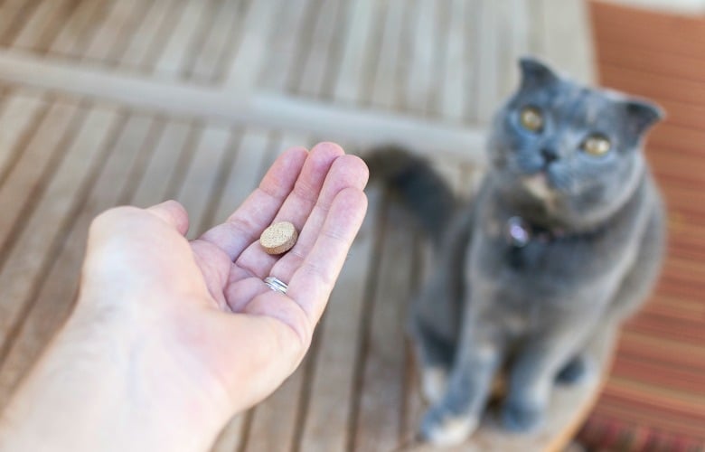 Cách sử dụng clicker huấn luyện mèo: Hiệu quả và dễ dàng