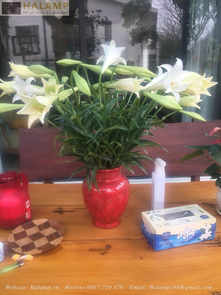 Cắm hoa Loa kèn phòng khách nội thất Việt