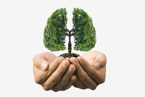 Đông trùng Hạ thảo tốt cho phổi như thế nào?