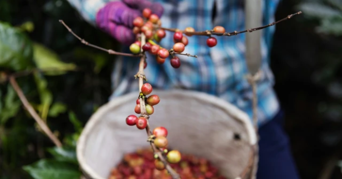 From Farm To Cup | Từ Nông Trại Đến Cốc Cà Phê