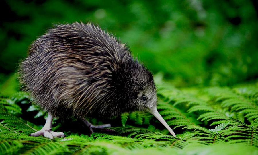 Chim Kiwi