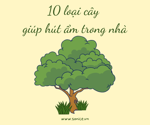 10 LOẠI CÂY GIÚP HÚT ẨM TRONG NHÀ