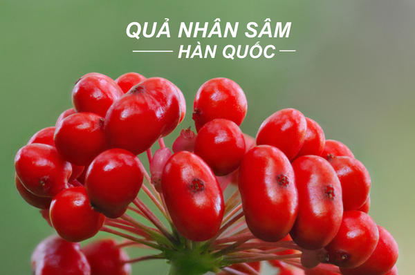 Quả nhân sâm Hàn Quốc và những lợi ích to lớn đối với sức khỏe