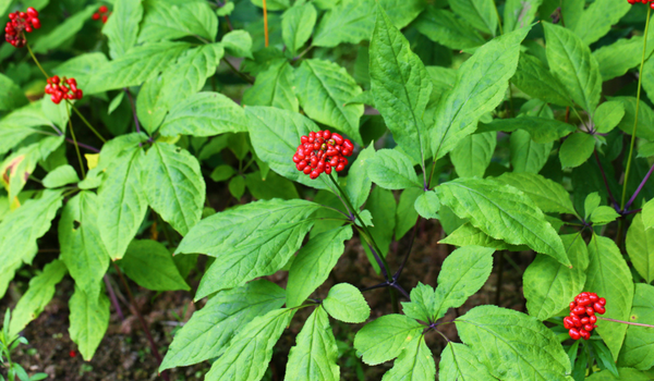 Quả nhân sâm Hàn Quốc và những điều có thể bạn chưa biết