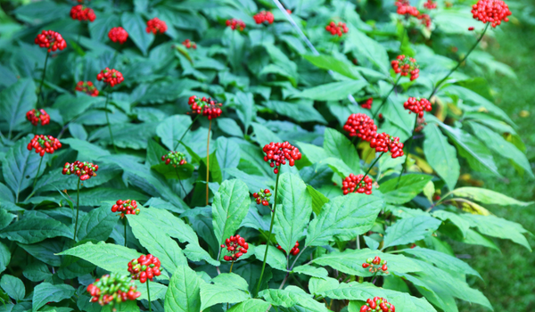 Quả nhân sâm có gì khác với củ nhân sâm ?