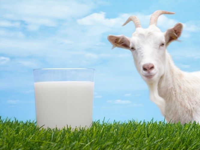 Sữa dê có tốt hơn sữa bò?