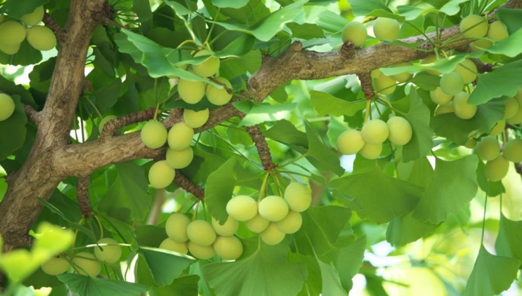 Bạch quả - Loài cây 