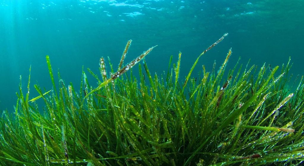 Những lợi ích của tảo xoắn mà bạn nên biết