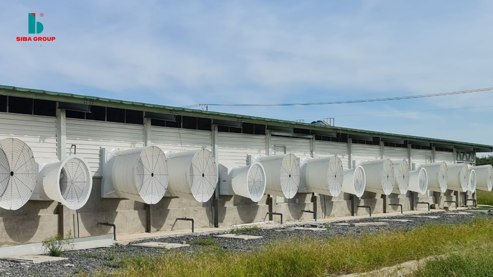 Hệ thống quạt thông gió trang trại chăn nuôi