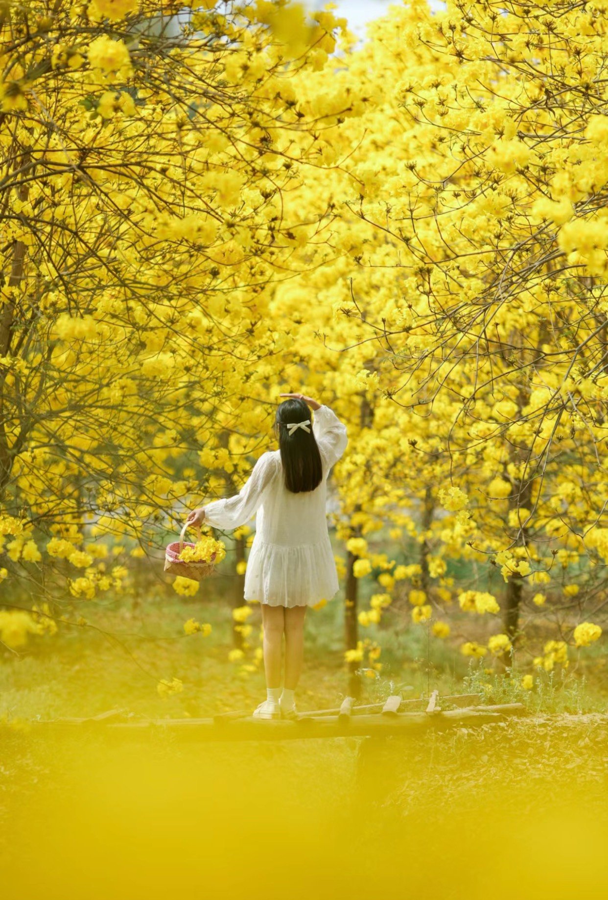 tạo dáng chụp ảnh cùng hoa phong linh