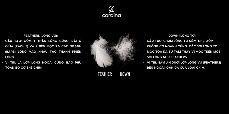 áo phao lông vũ Cardina