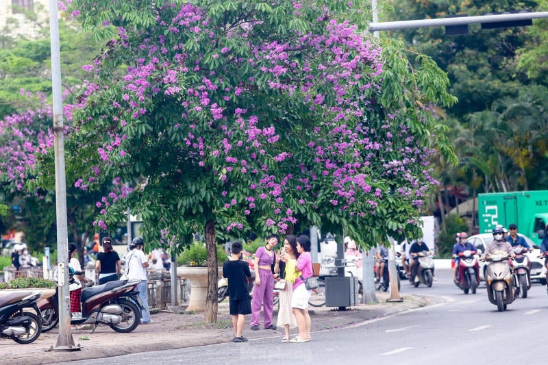 chụp ảnh với hoa bằng lăng