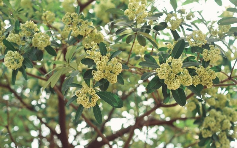 chụp ảnh hoa sữa