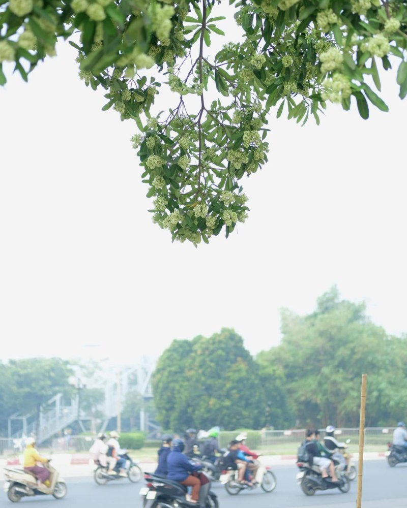 chụp ảnh hoa sữa