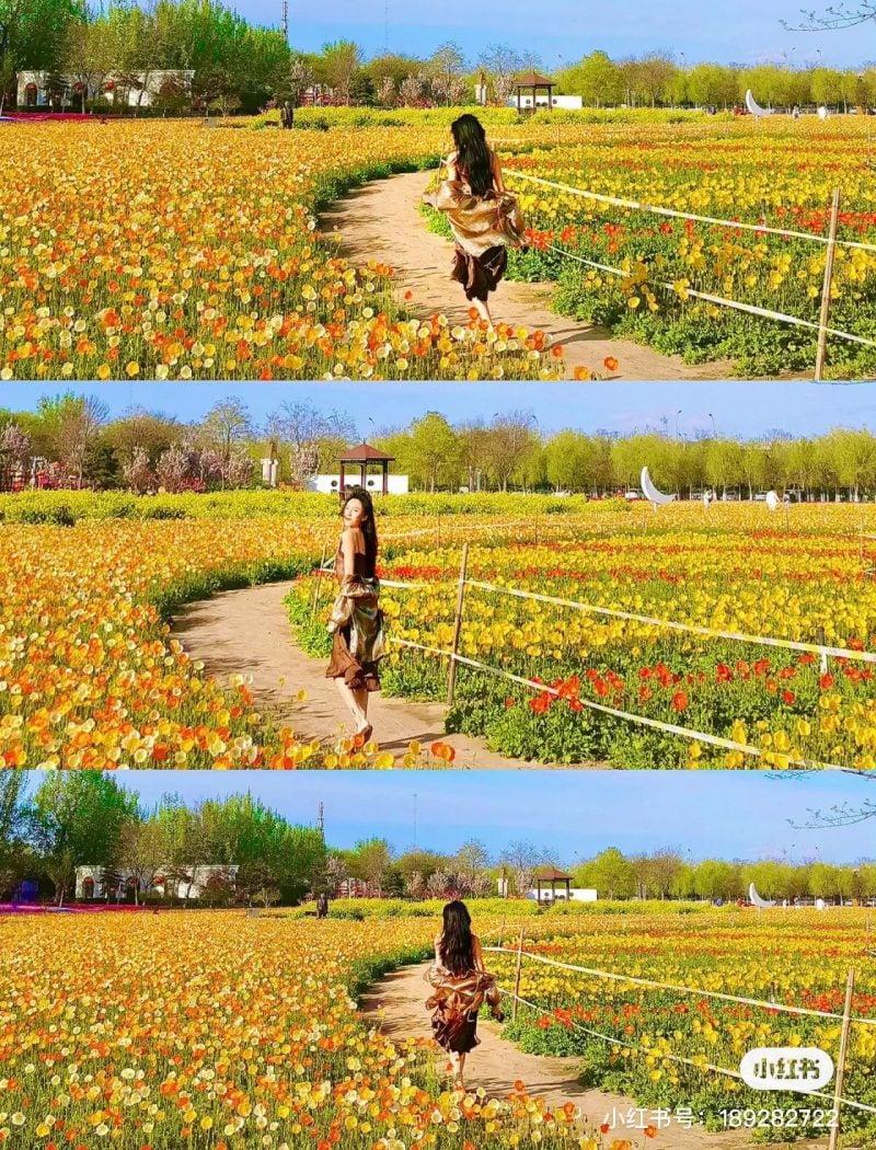 tạo dáng chụp ảnh với cánh đồng hoa