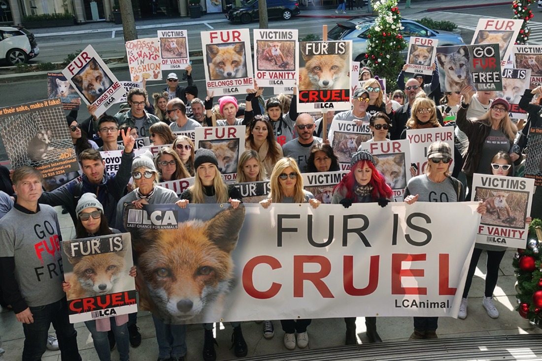 Fur Free Là Gì?