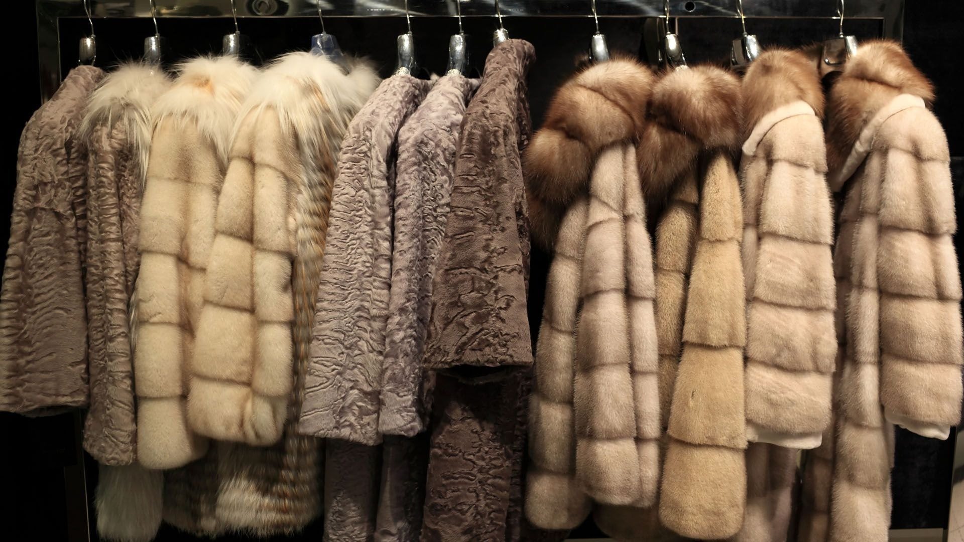 Sự Sáng Tạo và Đột Phá trong Thiết Kế “Fur Free”