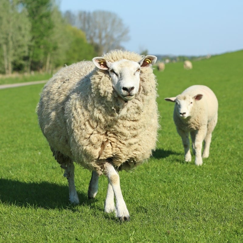 len lông cừu